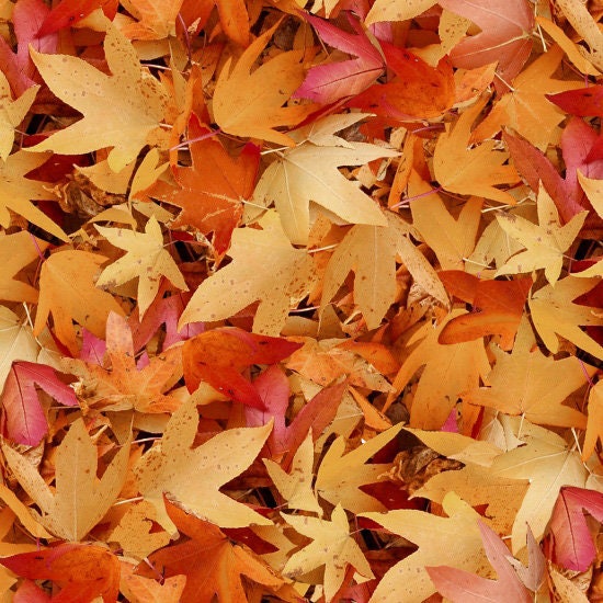 Autumn Leaves - Natural Treasures 2 - Fabric By The Yard 