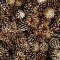 Pine Cones - Sold by the Half Yard - Cones of Pine - 100% Cotton - Windham Fabrics - 52114D-X